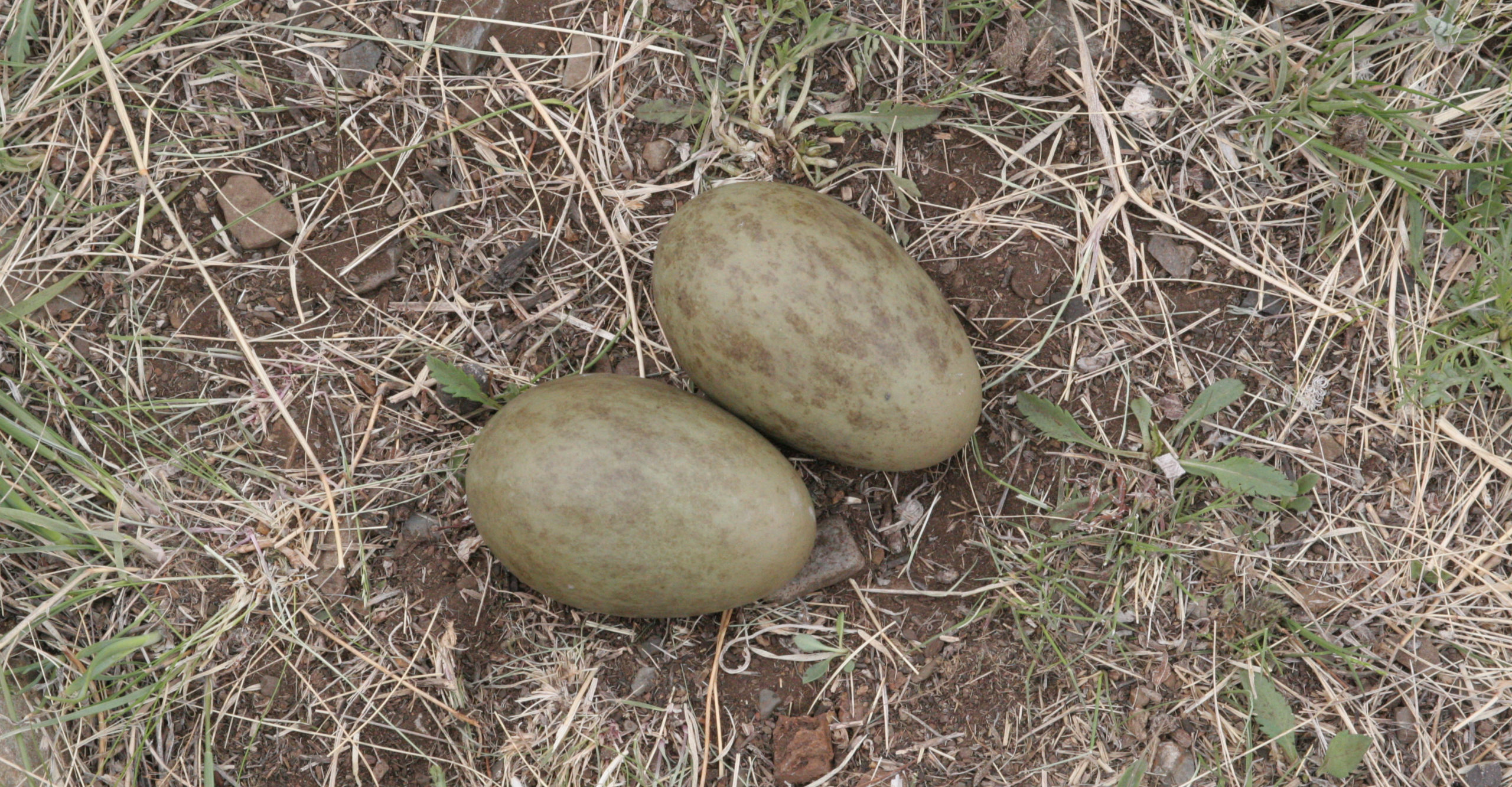 nyamba nest