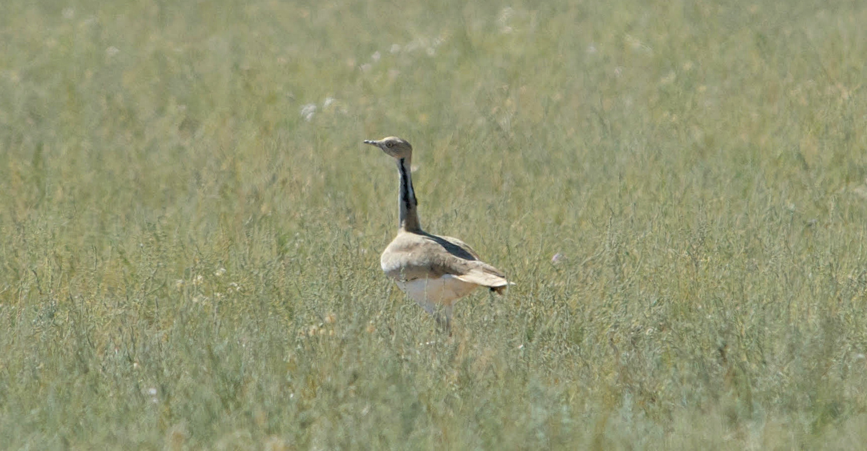 Susan Fox Houbara_crop