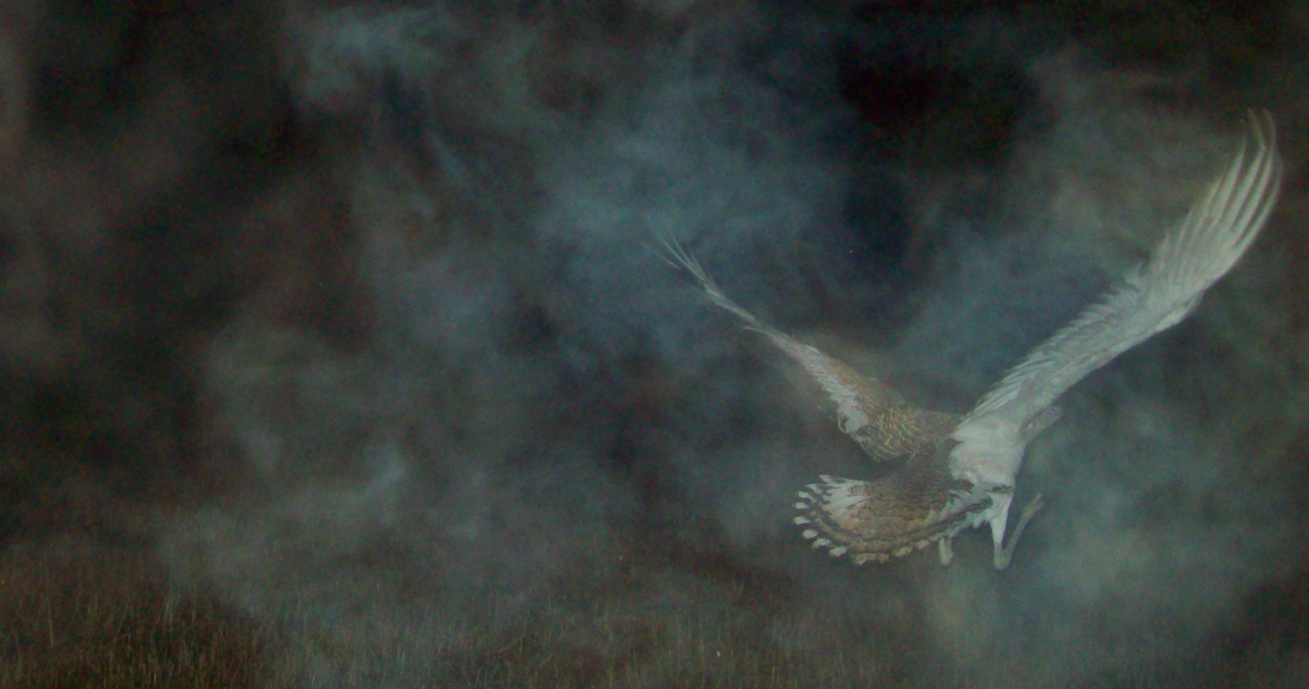 dashka male chick (4)