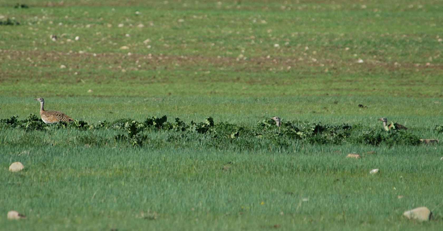 todd forsgren june (48)