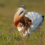 Great Bustard returns to Romania after being hunted to near-extinction
