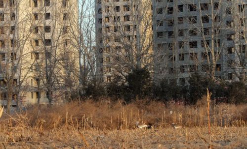Great Bustard among apartment buildings