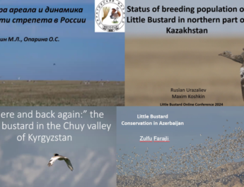 A mosaic of four title slides from presentations at the conference, containing images of Little Bustards