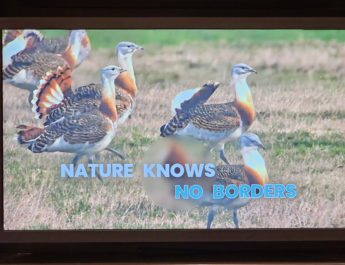 CMS COP14聚焦鸨类